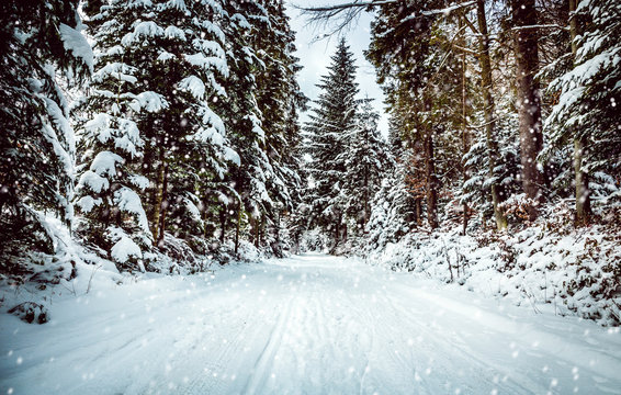 Fototapeta Forest road in winter