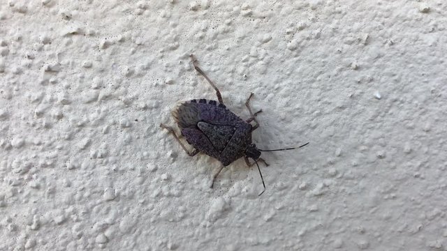 A Halyomorpha halys or BMSB or stink bug on a white wall. It&rsquo;s a Chinese insect now diffused all over the world.