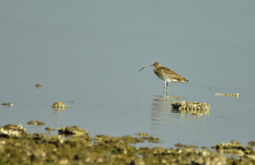 Curlew
