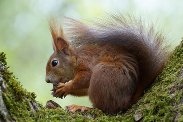 Sciurus vulgaris