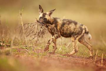 Close-up puppy of African Wild Dog, Lycaon pictus, playing with piece of root against blurred, reddish background. Wildlife photo taken from ground level in KwaZulu Natal, South Africa.