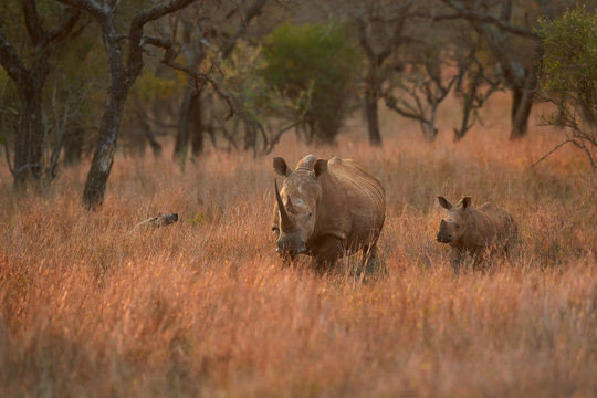 Endangered White rhinoceros, Ceratotherium simum, mother with fresh born calf in typical environment of dry savanna with distant trees in background, lit by colorful evening sun. KwaZulu Natal, SA.