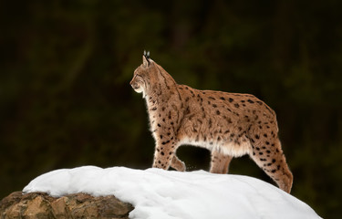 Eurasian Lynx Lynx lynx in winter posing on snowy rock. Dark green blurry background.
