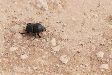 A dung beetle crossing the road