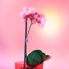 Beautiful pink orchid - phalaenopsis