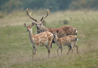 Group of deer, Cervus nippon dybowski, Dybowski's sika deer or Manchurian sika deer . Family, adult...