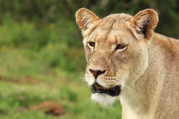 A close up shot of a lioness living in the wild