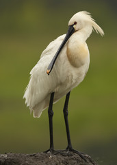 Eurasian Spoonbill, Platalea leucorodia, large, white colored wading bird with strange bill, prowls for fish in a small lagoon. Summer in europen wetland, blurred forest in background.Europe, Hungary
