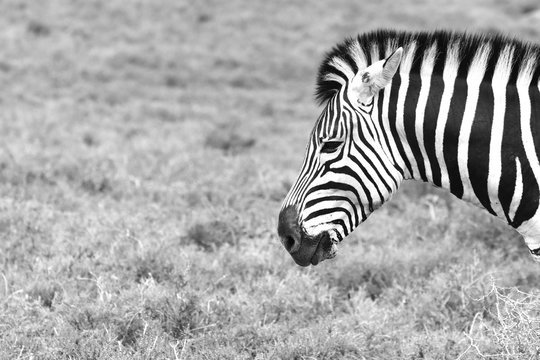 A side shot of a zebra's head (black and white image). This image can be used as an animal background image. 