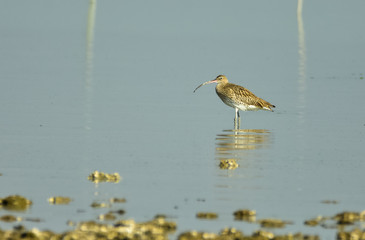 Curlew