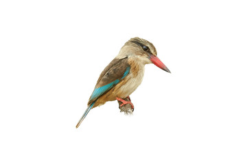 Isolated on white background, colorful bird, Striped kingfisher Halcyon chelicuti perching on old rope.  Wildlife photography in KwaZulu natal, South Africa.