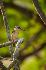 Striped kingfisher Halcyon chelicuti perching on branch and looking for insects. Very colorful evening light. Blurred mopane forest background. KwaZulu Natal wildlife photography, Africa.
