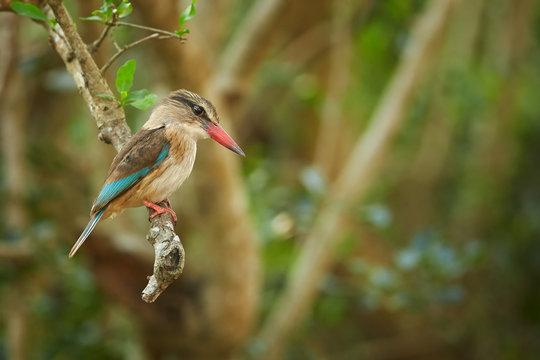 Striped kingfisher Halcyon chelicuti perching on branch and looking for insects. Very colorful evening light. Blurred mopane forest background. KwaZulu Natal wildlife photography, Africa.