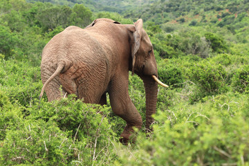 Fototapeta na wymiar An African elephant (Loxodonta africana) in the Addo Elephant National Park near Port Elizabeth, South Africa.