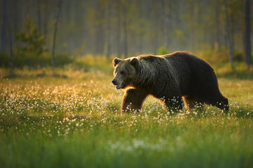 Close up photo of a wild, big  Brown Bear, Ursus arctos, huge male in movement on arctic meadow...