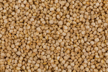 Quinoa seeds close up