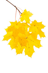 autumn maple leaf