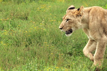 A close up image of a lion cub in the wild 