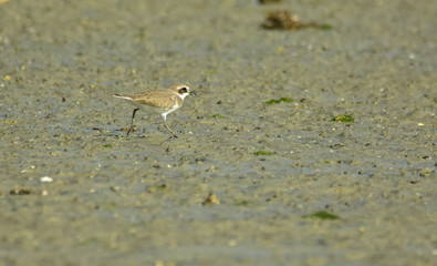 Ringed Plover