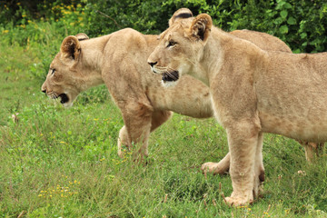 Fototapeta na wymiar Two lion cubs living in the wild