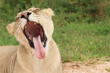 A lioness roaring/yawning in the wild. 