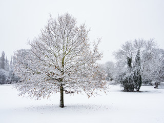 Fototapeta na wymiar Snowy tree