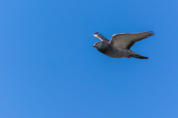Spread Your Wings and Fly!
