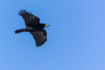 A Black Crow Flying on a Sunny Winter Day