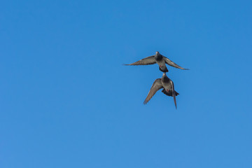 Two Pigeons Flying as a Team