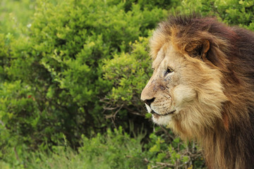 A close up shot of a Lion's head