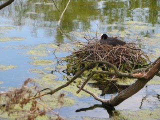 waterbirds nesting