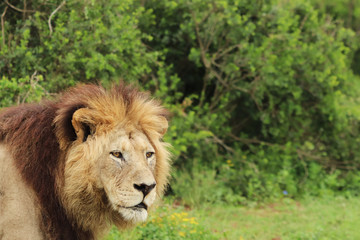 A close up shot of a Lion's head