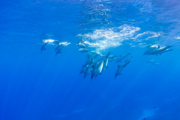 Fototapeta na wymiar Diving Dolphin Pod