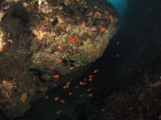 Fototapeta na wymiar Scuba Diving Malta