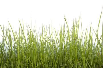 Fototapeta premium Grass isolated on white background.