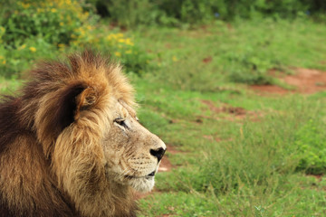 Fototapeta na wymiar A close up shot of a Lion's head
