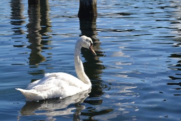 Obraz premium Cygnus