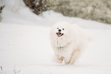 Young White Samoyed Dog Bjelkier, Smiley, Sammy Playing Running