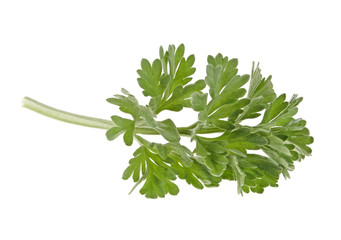 Sagebrush sprig isolated on white background. Medicinal wormwood.