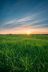 Landscape Of Young Spring Green Sprouts Of Wheat In Field Under 