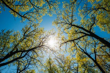 Sun Shining Through Canopy Of Tall Trees With Young Spring Folliage