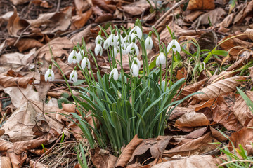 frühling