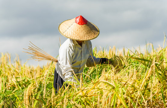 R&eacute;colte de riz, Jatiluwih, Bali.