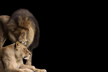 Lion and Lioness share a tender moment- Photo Isolated on a black background suitable to write a stong message on.