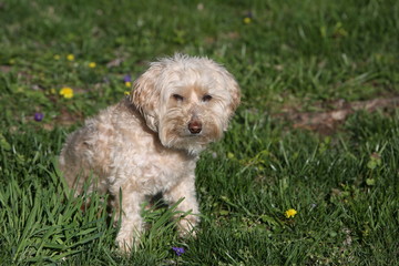 Golden Dog Sitting in the Grass