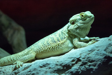 Lizard