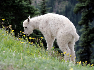 Baby Mountain Goat Eating Flowers
