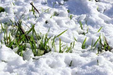  Green grass sprouts from under the snow, close up, in sunny weather