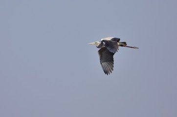 Grey Heron