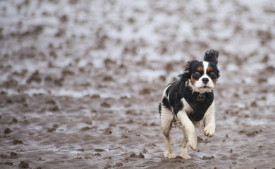 Spaniel running on beach